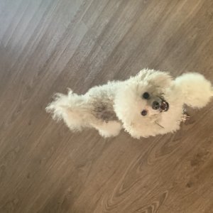 강아지 주인을 찾습니다 강아지 전단지
