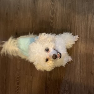 강아지 구조 푸들 부산광역시 사하구