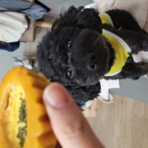 강아지를 찾습니다 강아지 전단지