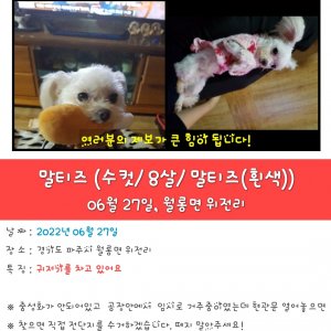 강아지를 찾습니다 강아지 전단지