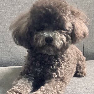 강아지를 찾습니다 강아지 전단지
