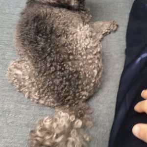 강아지 실종 푸들 경기도 이천시