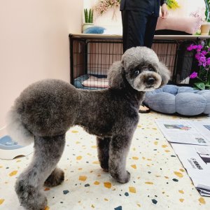 강아지 실종 푸들 서울특별시 강동구