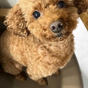 강아지 실종 푸들 경기도 광명시