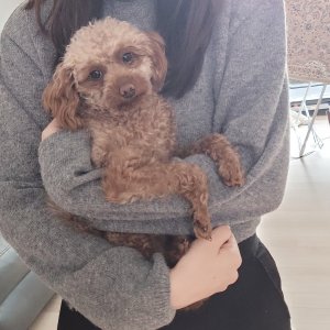 강아지 실종 푸들 경기도 안성시