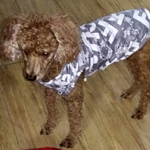 강아지 실종 푸들 강원도 평창군