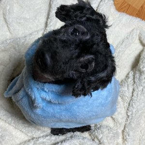 강아지 실종 푸들 경기도 부천시 원미구