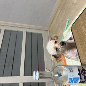 강아지를 찾습니다 강아지 전단지