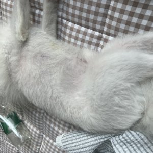 강아지를 찾습니다 강아지 전단지