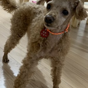 강아지 실종 푸들 충청남도 공주시