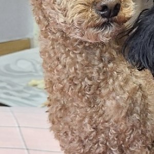 강아지를 찾습니다 강아지 전단지