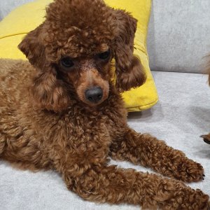 강아지 실종 푸들 충청남도 금산군