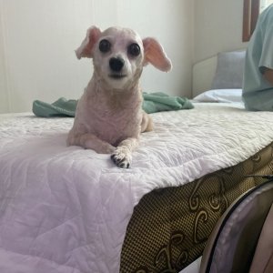 강아지 실종 푸들 대전광역시 중구