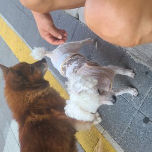 강아지 목격 푸들 경기도 동두천시