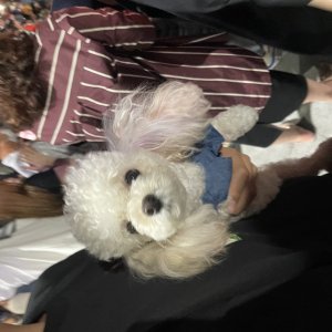 강아지 실종 푸들 전라남도 목포시