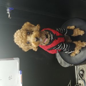 강아지 실종 푸들 충청남도 당진시