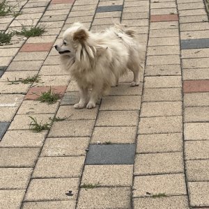 강아지 목격 포메라니언 인천광역시 연수구