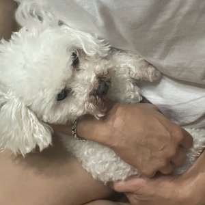 강아지를 찾습니다 강아지 전단지