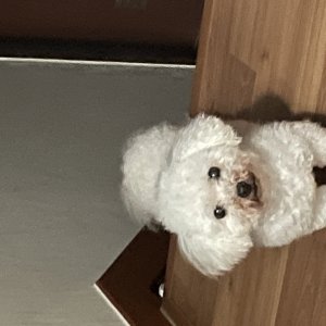 강아지 실종 푸들 서울특별시 서대문구