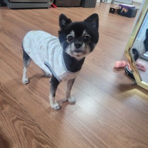 강아지 실종 포메라니언 대전광역시 서구