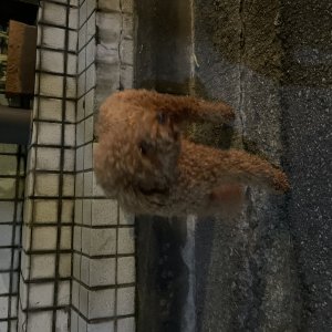 강아지 구조 푸들 서울특별시 마포구
