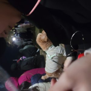 강아지를 찾습니다 강아지 전단지