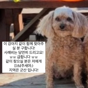 강아지 실종 푸들 전라북도 군산시
