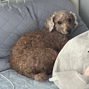 강아지를 찾습니다 강아지 전단지