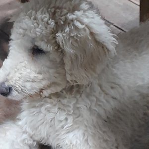 강아지 실종 푸들 경기도 수원시 장안구
