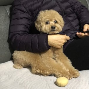 강아지를 찾습니다 강아지 전단지