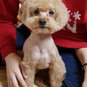 강아지 실종 푸들 서울특별시 강동구