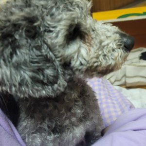 강아지 구조 푸들 경기도 이천시