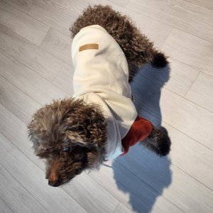 강아지 실종 푸들 경기도 이천시