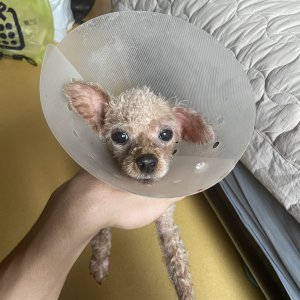 강아지 실종 푸들 대전광역시 중구