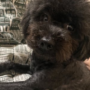 강아지 실종 푸들 전라북도 전주시 덕진구