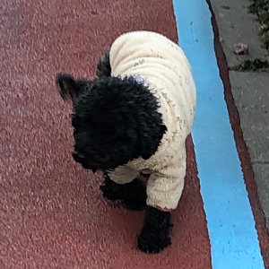 강아지 목격 푸들 전라남도 여수시