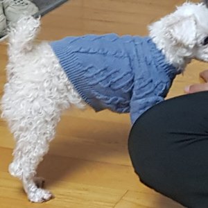 강아지 실종 푸들 경기도 이천시