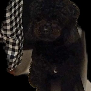 강아지 실종 푸들 경기도 안성시
