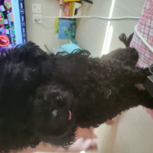 강아지를 찾습니다 강아지 전단지