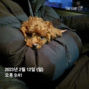 강아지 구조 푸들 경기도 안산시 단원구