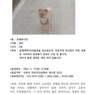 강아지 실종 포메라니언 대구광역시 달성군