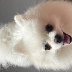 강아지를 찾습니다 강아지 전단지