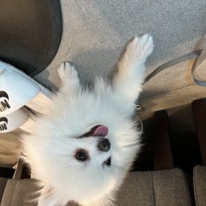 강아지 실종 포메라니언 충청남도 천안시 동남구