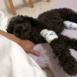강아지 구조 푸들 서울특별시 용산구