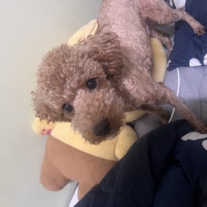 강아지를 찾습니다 강아지 전단지