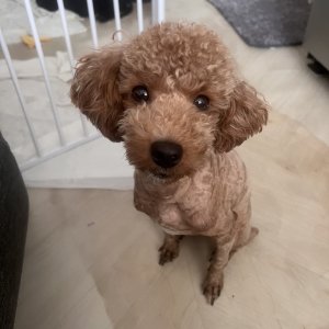 강아지 실종 푸들 강원도 강릉시