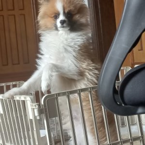 강아지 실종 포메라니언 충청남도 논산시