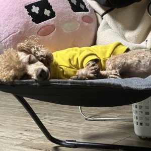 강아지를 찾습니다 강아지 전단지