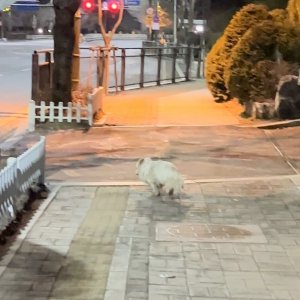 강아지 주인을 찾습니다 강아지 전단지
