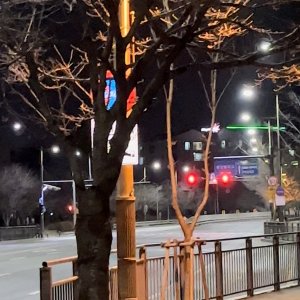 강아지 목격 포메라니언 경기도 남양주시